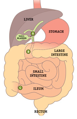 The Fiber-Bile Connection